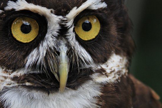 Belize Raptor Center